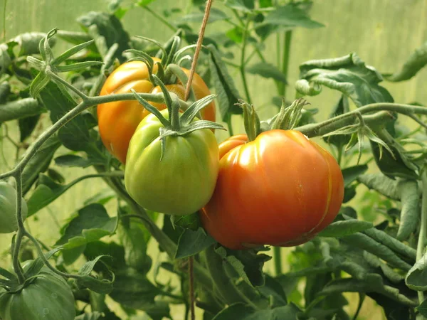Οικολογικές Πράσινες Και Κόκκινες Ντομάτες Ωριμάζουν Θάμνους Στον Κήπο — Φωτογραφία Αρχείου