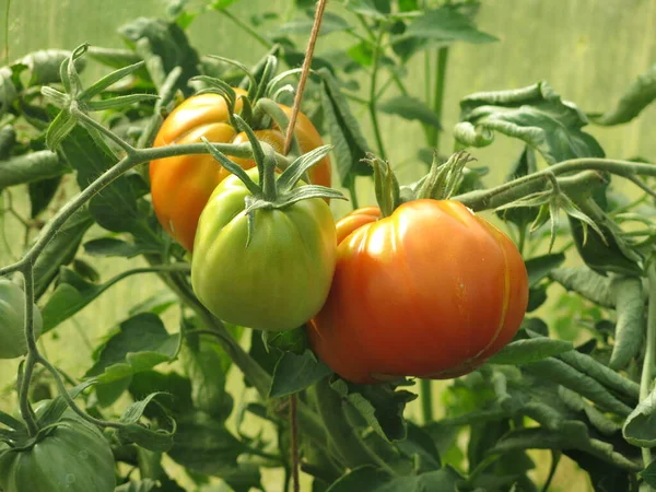 Eco Friendly Green Red Tomatoes Ripen Bushes Garden — Stockfoto