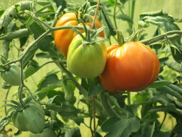 Pomodori Verdi Rossi Ecologici Maturano Sui Cespugli Giardino — Foto Stock