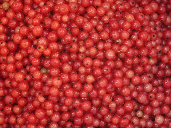 Small Berries Ripe Red Currant Container Background Natural Food — Fotografia de Stock