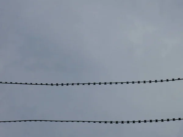 Barbed Wire Gray Gloomy Sky — Zdjęcie stockowe