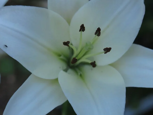 White Lily Blooms Garden Dusk — Stock Photo, Image