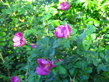 bushes of lush pink rosehip bloom in summer