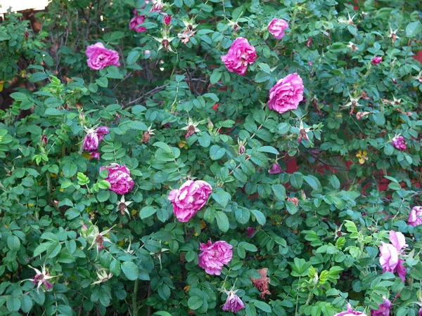 Bushes Lush Pink Rosehip Bloom Summer — Stok Foto