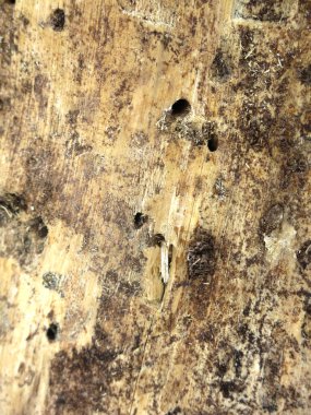 texture of dry rotten wood with insect holes