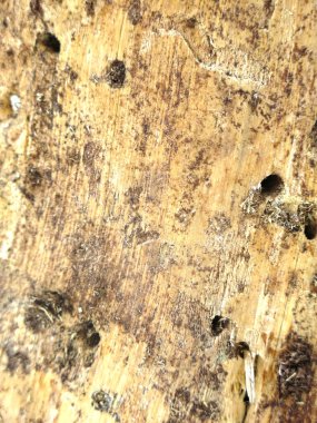 texture of dry rotten wood with insect holes