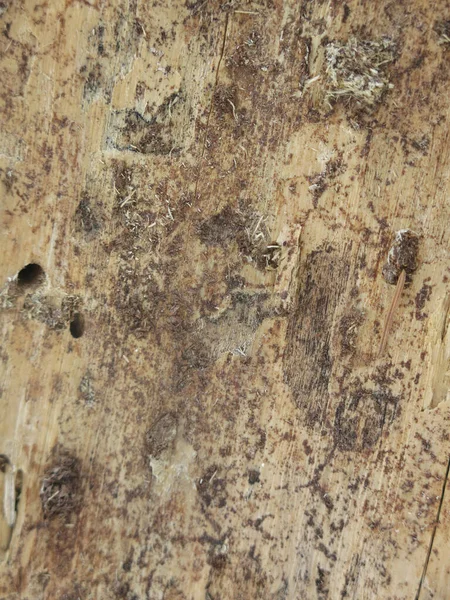 Texture Dry Rotten Wood Insect Holes — Fotografia de Stock