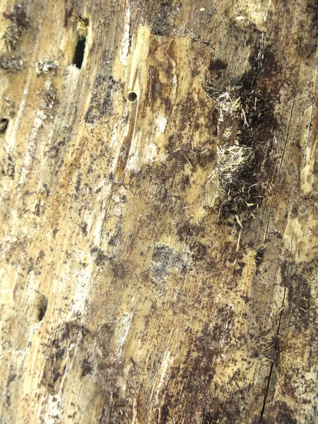 Textura Madera Seca Podrida Con Agujeros Insectos — Foto de Stock