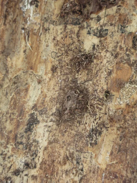 Texture Dry Rotten Wood Insect Holes — стоковое фото