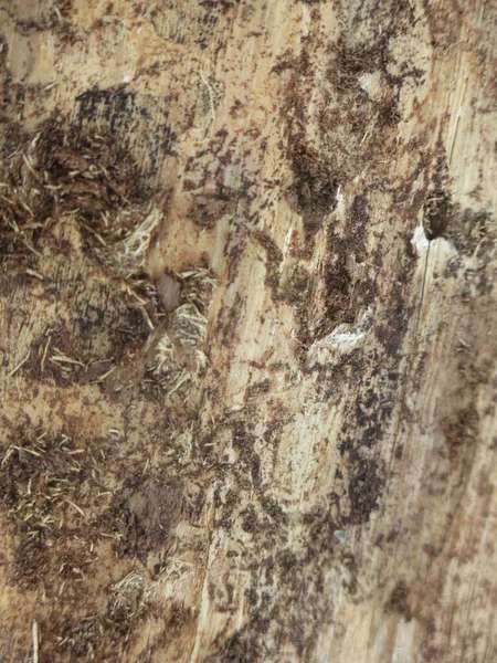 Texture Dry Rotten Wood Insect Holes — ストック写真