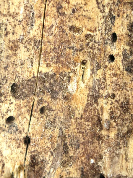 Texture Dry Rotten Wood Insect Holes — Fotografia de Stock