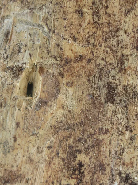 Texture Dry Rotten Wood Insect Holes — Stock Photo, Image