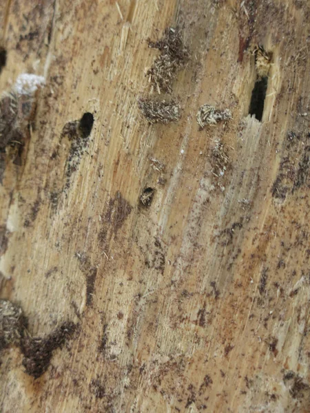 Texture Dry Rotten Wood Insect Holes — Fotografia de Stock