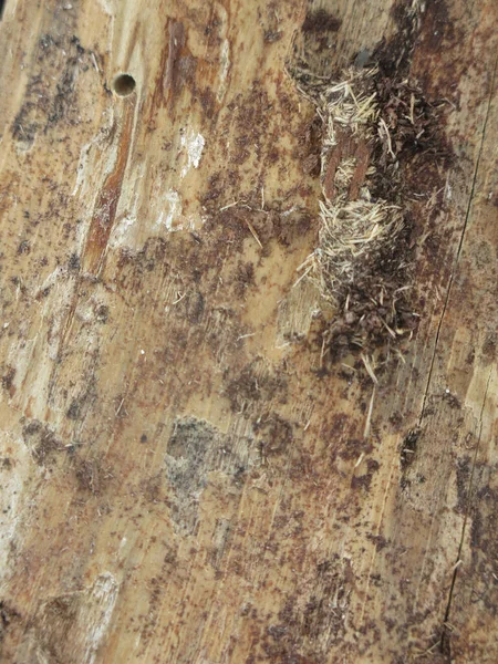 Textura Madera Seca Podrida Con Agujeros Insectos — Foto de Stock