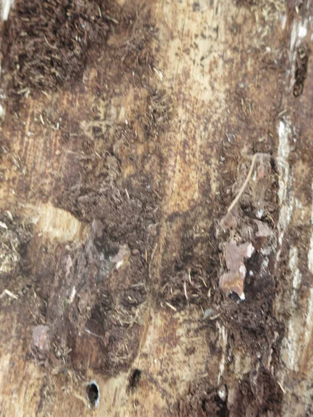 Texture Dry Rotten Wood Insect Holes — Stockfoto