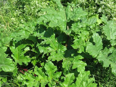 poisonous large plant with burdocks - Heracleum sosnowskyi