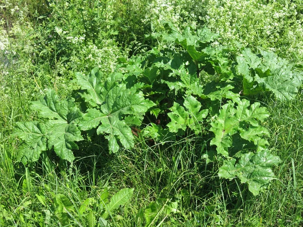 Poisonous Large Plant Burdocks Heracleum Sosnowskyi — Stok fotoğraf