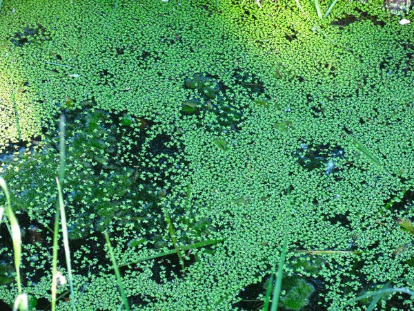 池の水の停滞による緑のダックウィードの閉鎖 — ストック写真