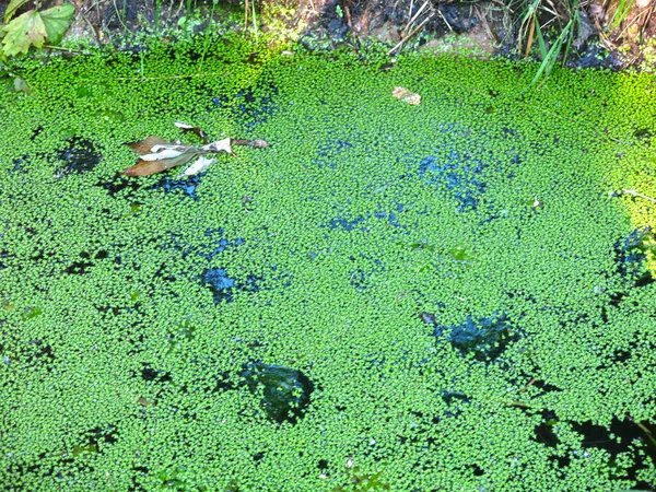 在死水中的绿藻特写 — 图库照片