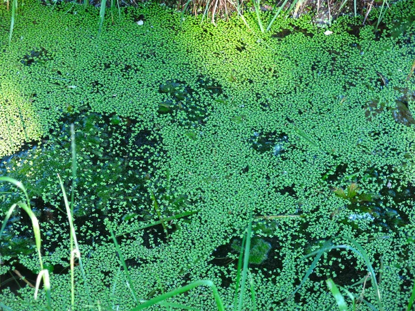 池の水の停滞による緑のダックウィードの閉鎖 — ストック写真