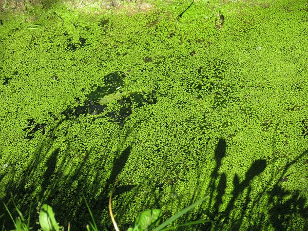 Hijau Duckweed Close Dalam Air Kolam Stagnan — Stok Foto