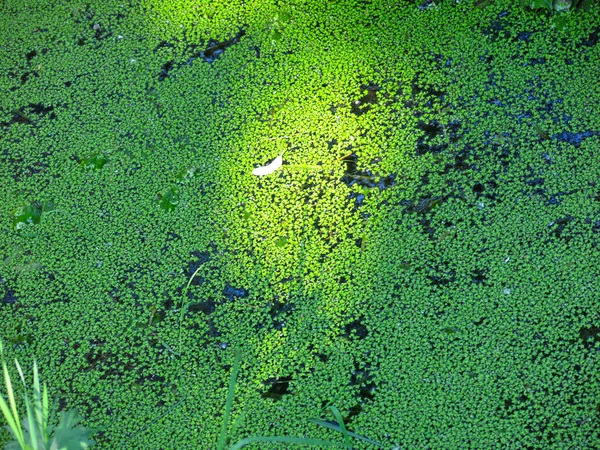 Hijau Duckweed Close Dalam Air Kolam Stagnan — Stok Foto