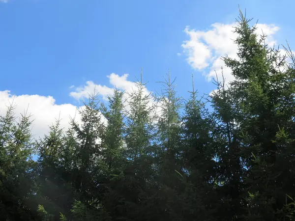 Toppen Van Jonge Dennenbomen Tegen Blauwe Lucht — Stockfoto