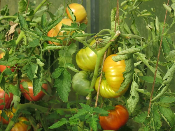 빨간색 토마토는 정원에 덤불에 익는다 — 스톡 사진