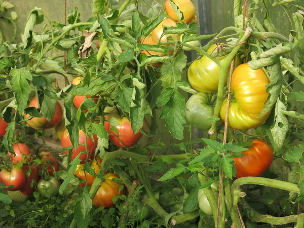 Pomodori Verdi Rossi Ecologici Maturano Sui Cespugli Giardino — Foto Stock