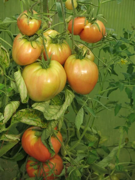 Eco Friendly Green Red Tomatoes Ripen Bushes Garden — Stockfoto