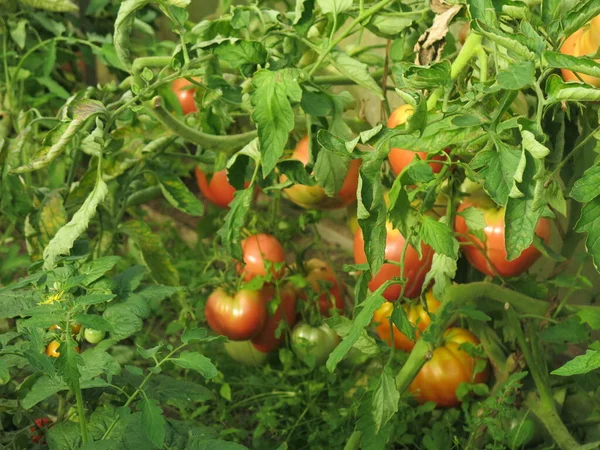 Pomodori Verdi Rossi Ecologici Maturano Sui Cespugli Giardino — Foto Stock