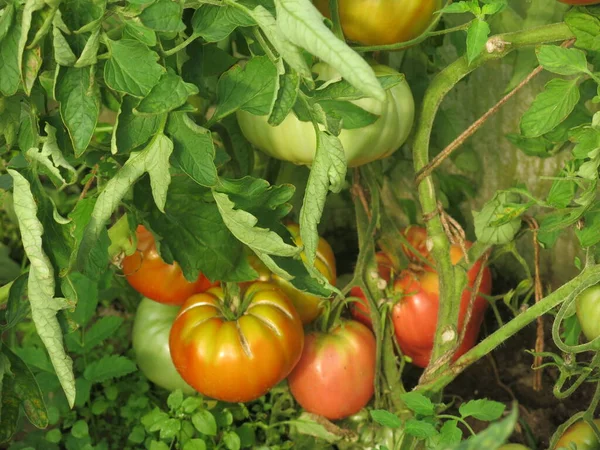 Des Tomates Vertes Rouges Écologiques Mûrissent Sur Les Buissons Jardin — Photo
