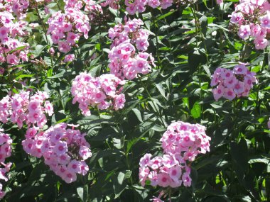 Ağustosta yemyeşil pembe çalılar filizlenir