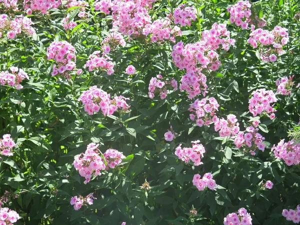 Arbusto Exuberante Flores Flox Rosa Roxo Agosto — Fotografia de Stock