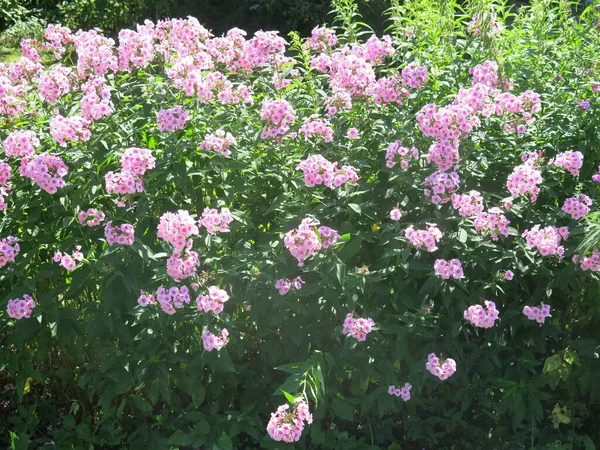 Buisson Luxuriant Fleurs Phlox Rose Violet Août Image En Vente