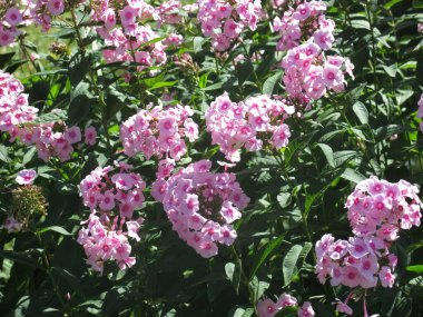 Ağustosta yemyeşil pembe çalılar filizlenir