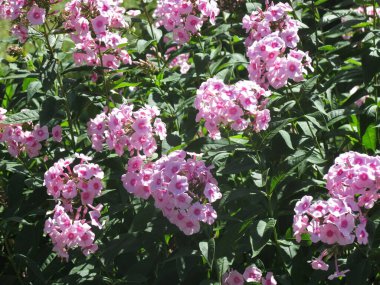 Ağustosta yemyeşil pembe çalılar filizlenir