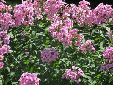 Ağustosta yemyeşil pembe çalılar filizlenir