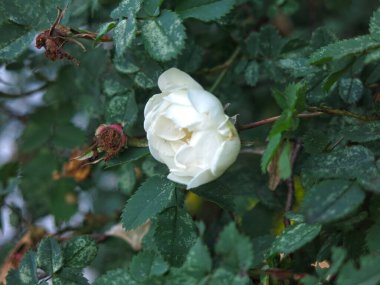 Bir çalılığın üzerinde narin beyaz gül çiçeği