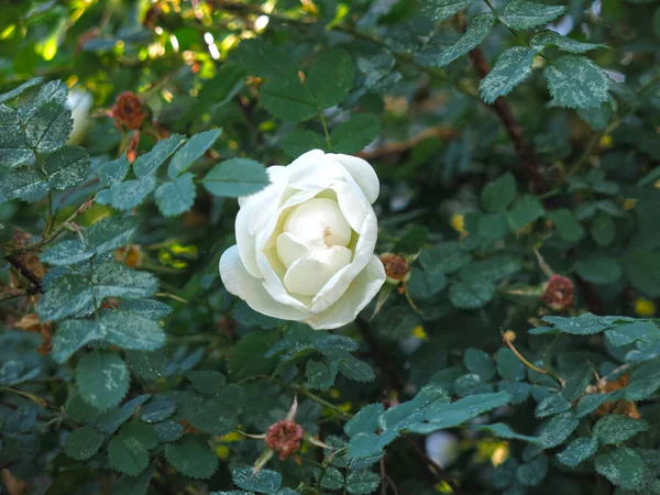 Zarte Weiße Hagebuttenblüte Auf Einem Strauch — Stockfoto