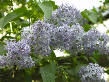İlkbaharda çalılıklarda mavi-mor leylak yemyeşil fırçalar