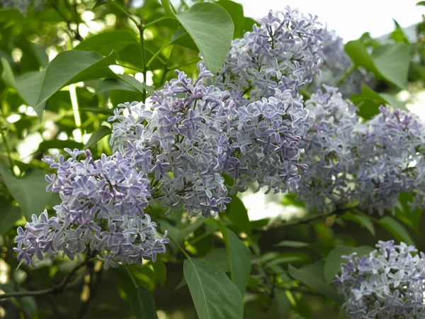 Escovas Exuberantes Lilás Azul Púrpura Primavera Arbusto — Fotografia de Stock