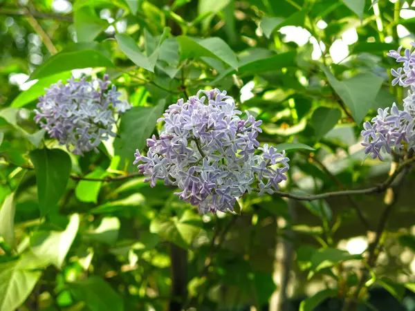 Escovas Exuberantes Lilás Azul Púrpura Primavera Arbusto — Fotografia de Stock