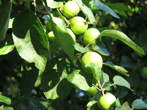 Pommes Vertes Sur Les Branches Mûrissent Dans Jardin Printemps — Photo