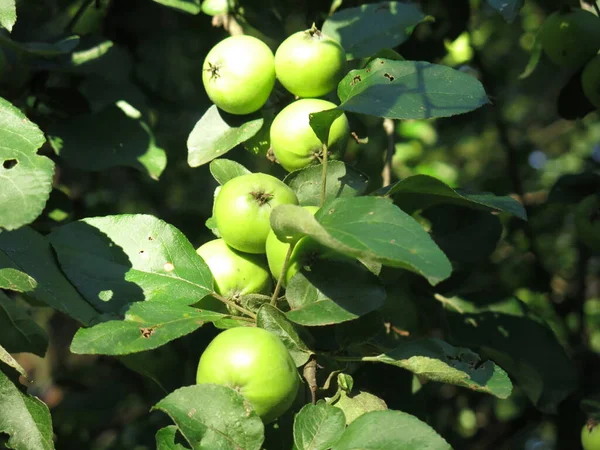 Zielone Jabłka Gałęziach Dojrzewają Wiosną Ogrodzie — Zdjęcie stockowe
