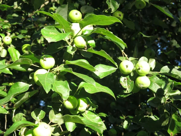 Zielone Jabłka Gałęziach Dojrzewają Wiosną Ogrodzie — Zdjęcie stockowe