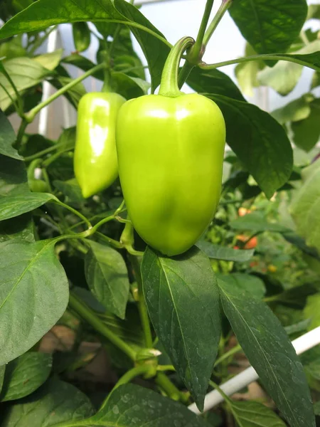 Πράσινες Πιπεριές Ωριμάζουν Ένα Θερμοκήπιο Στον Κήπο — Φωτογραφία Αρχείου