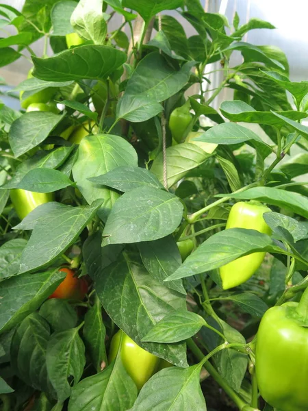 Zöld Paprika Érik Egy Üvegházban Kertben — Stock Fotó