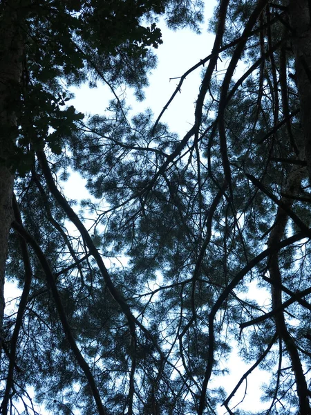 空を背景にふわふわの松の枝のシルエット — ストック写真