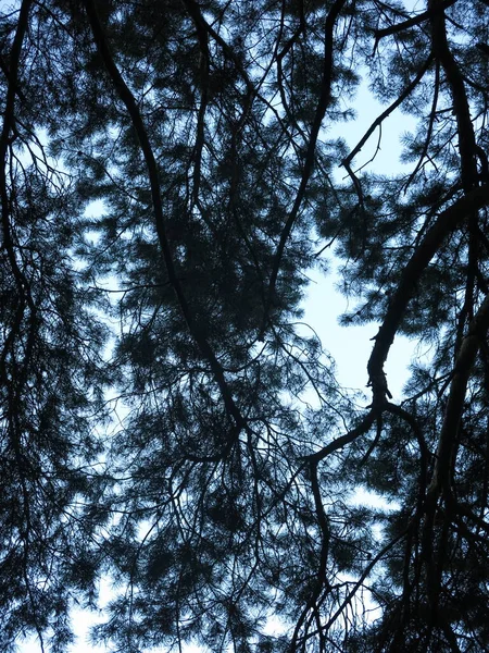 空を背景にふわふわの松の枝のシルエット — ストック写真